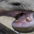 321-0531 Safari Park - Black Rhino